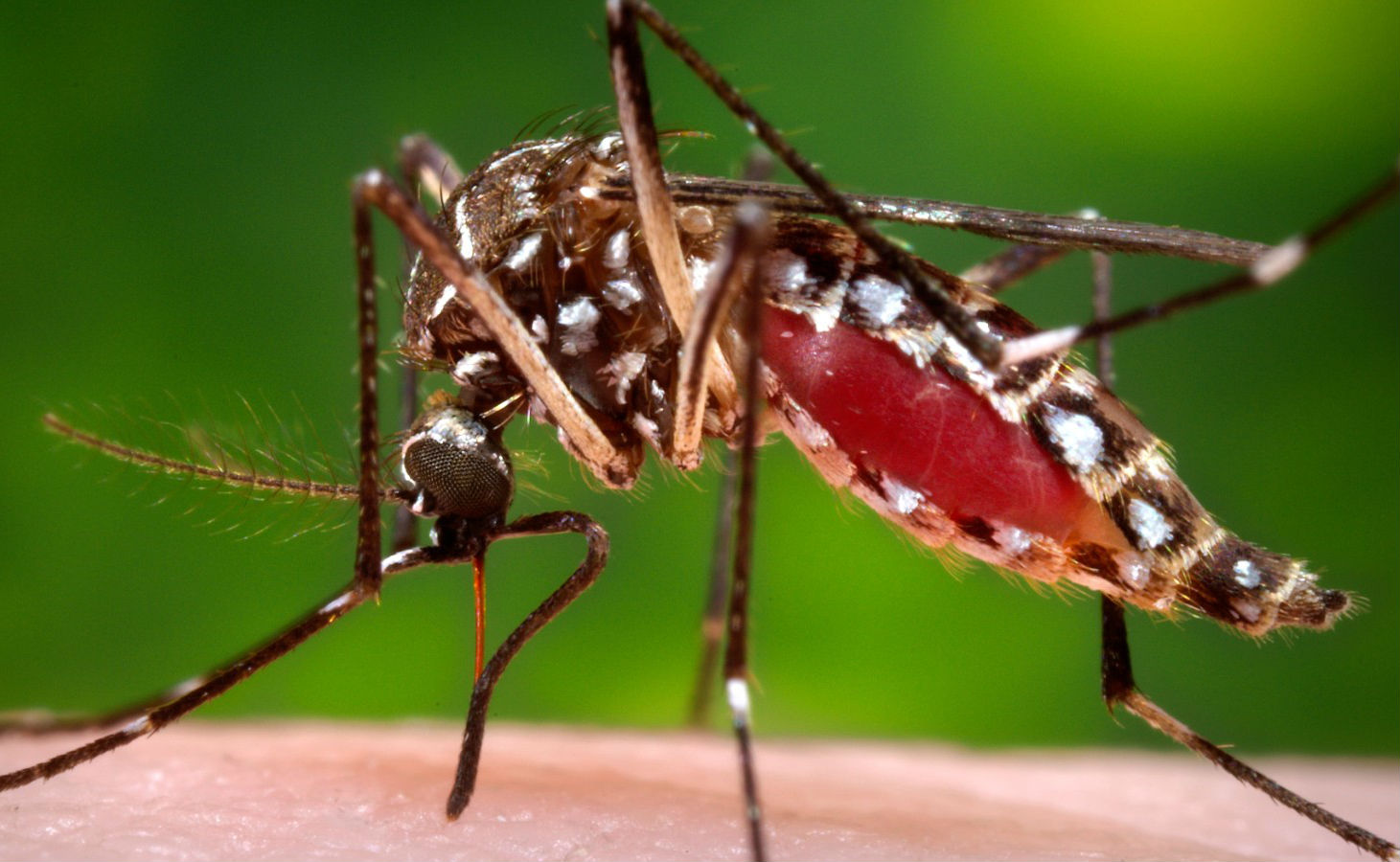 WHO reinforces rules for preventing sexual conduction of Zika virus