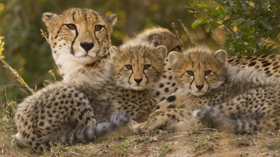 The Fastest-Running Creature Headed For Extermination; Only 7,100 Cheetahs Left