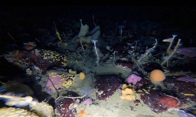 Underwater Robot Spot a Multicolored World under Antarctica’s Sea Ice