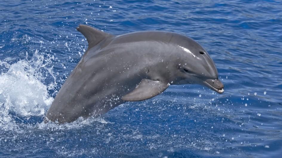 US Navy to Deploy Tractable Bottlenose Dolphins to Locate Extremely Endangered Vaquitas