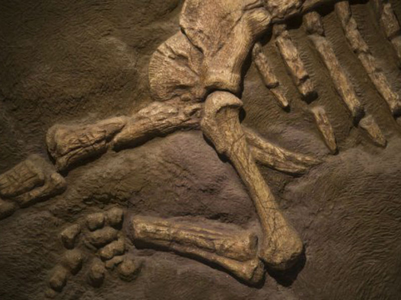 Laser-stimulated Fluorescence: Detailed impression of dinosaurs revealed