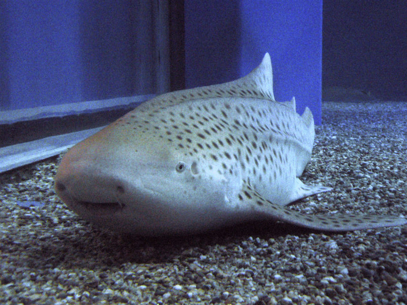 Virgin Birth: Female Zebra Shark Spotted Altering From Sexual To Androgynous Reproduction