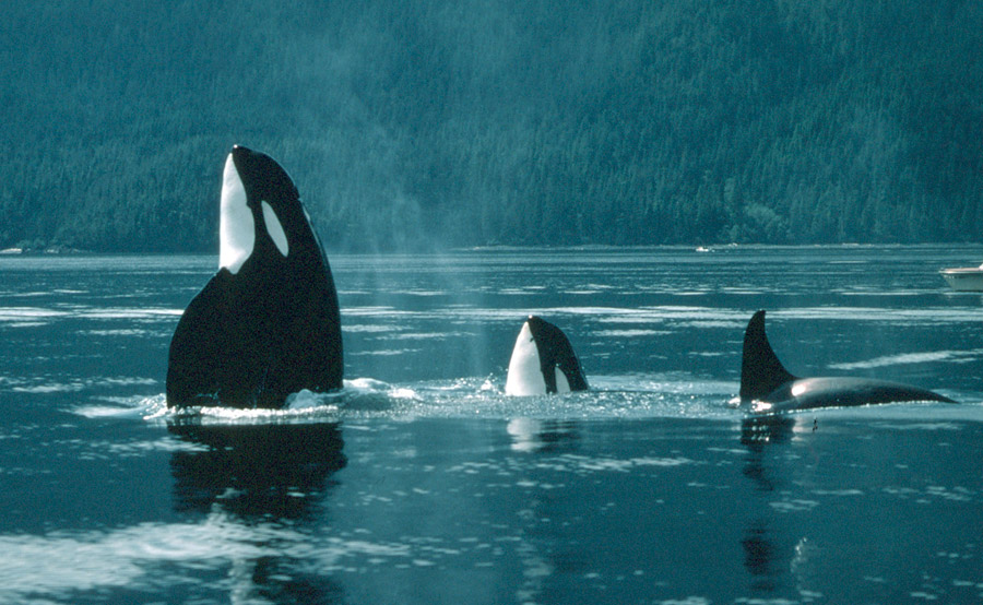 Researchers teach Killer Orca Whales to imitate human ...