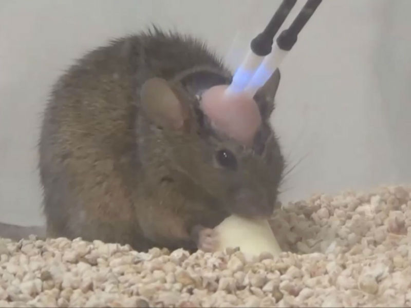 Lab mouse turned to Brutal killer
