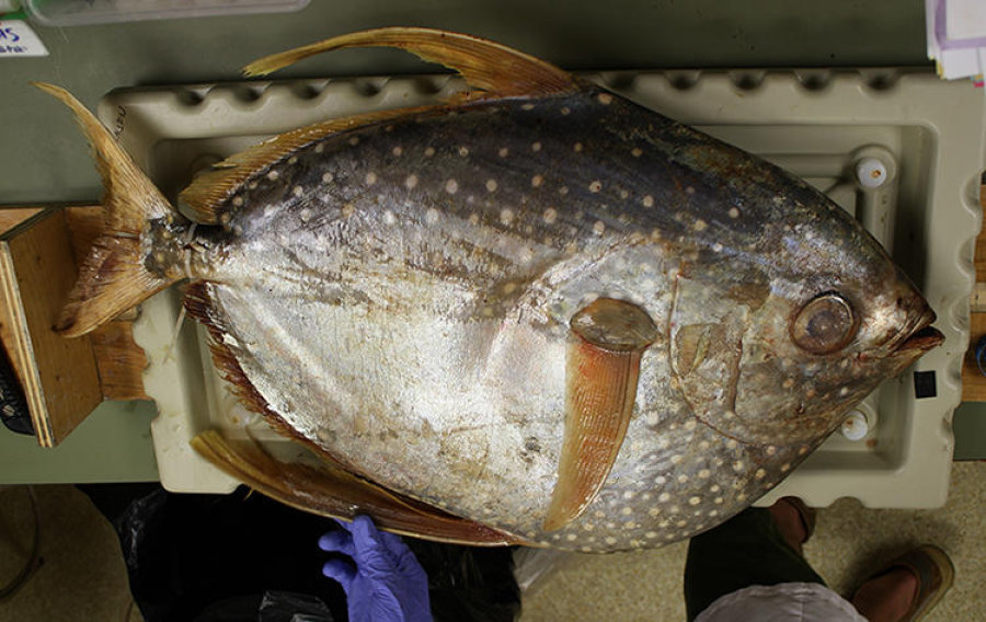 Climate change could be driving up the mercury level among fishes