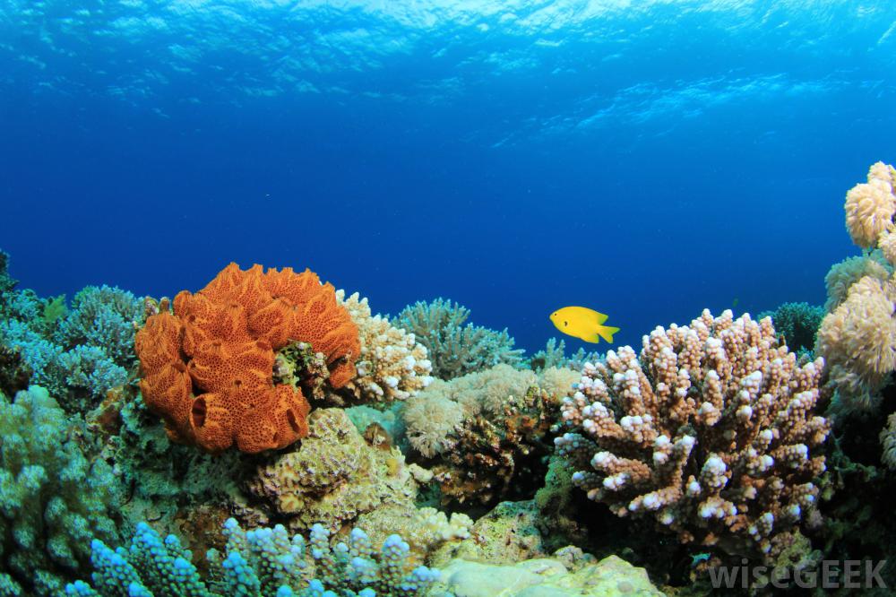 Coral reefs that protect sea shores from wrath of cyclones are dying of climate change
