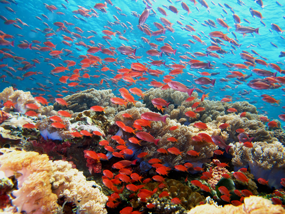 oceanic ecosystem