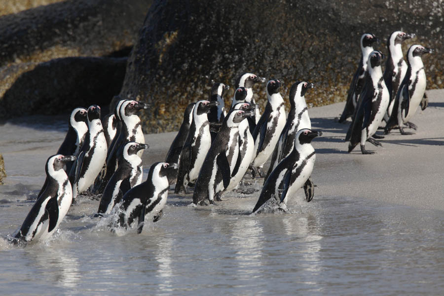Climate Change and Overfishing Are Steering Juvenile African Penguins towards Fatality
