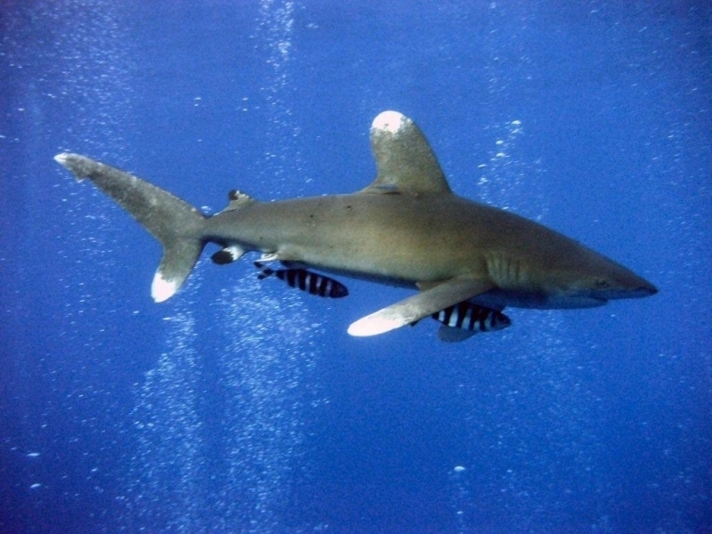 The Oceanic Whitetip Shark Species Is Inching Closer to Extinction