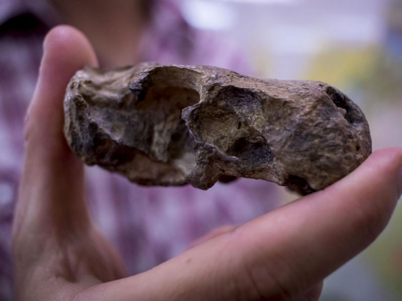 Scientists Find a Dog-Sized Mammal, First Producer of Venoms