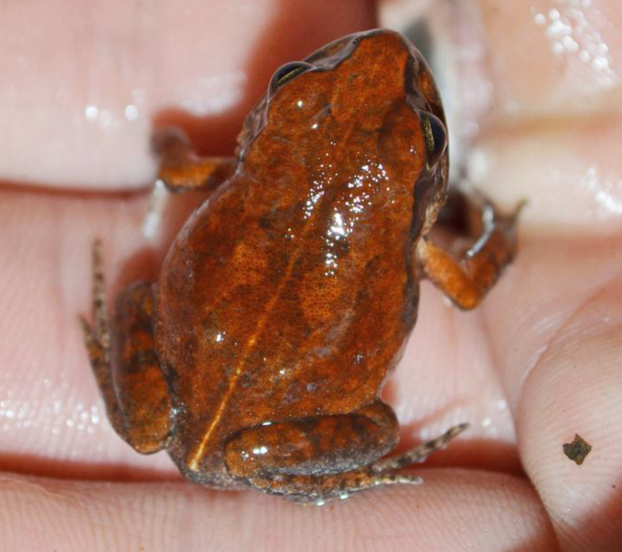Super-Rare Frog “Cave Squeaker” In Zimbabwe