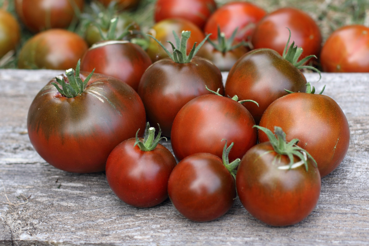 Yum in ‘Tomato’