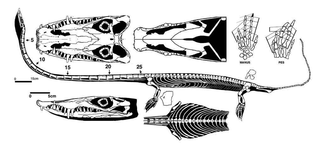 Biology Wonder: 245 Million-Year-Old Marine Reptile Gave Birth to Young Ones Instead Of Laying Eggs