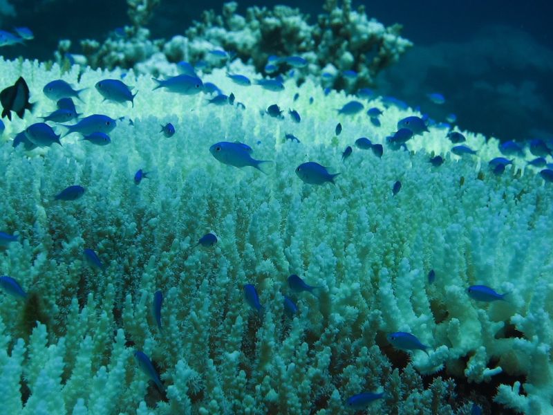 Global Oceans Have Lost 2% Oxygen in 57 Years That Can Be Devastating Marine Life, Warns Study