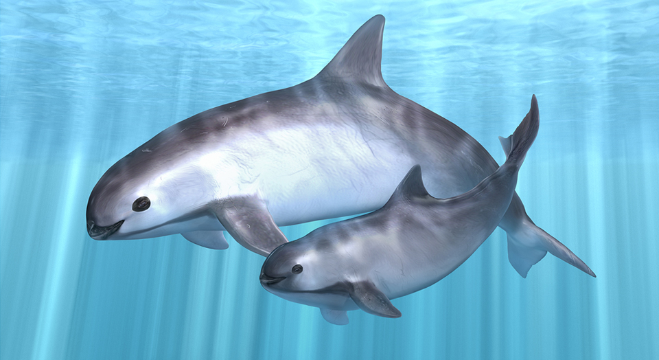 CIRVA Reports Vaquita as Earth’s Most Endangered Oceanic Mammal; Only 30 Left
