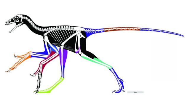 Entire overview of a full grown Dinosaur is revealed