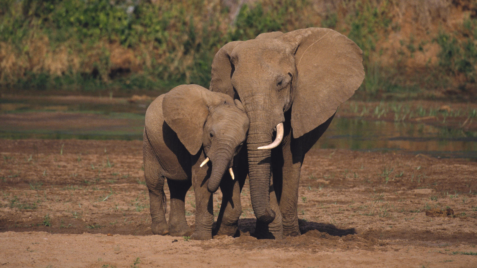 Exclusive fitness fact about African elephants discovered