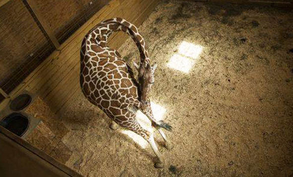 Live updates for April the Giraffe giving birth to her child