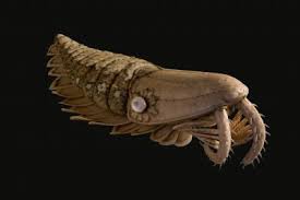 Prehistoric sea creatures are to be revealed soon