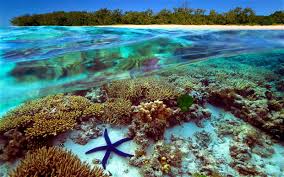 Australian Great Barrier Reef endangered