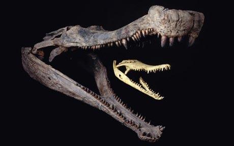 Palaeontologists surprised from Dinosaur cousin’s behaviour