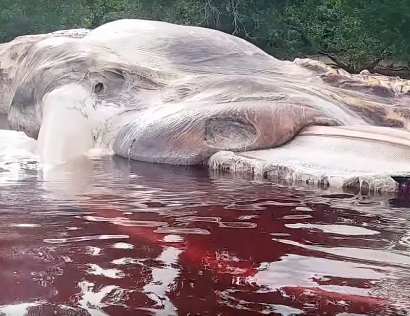 A blood shredded dead body of a living species found in Indonesia