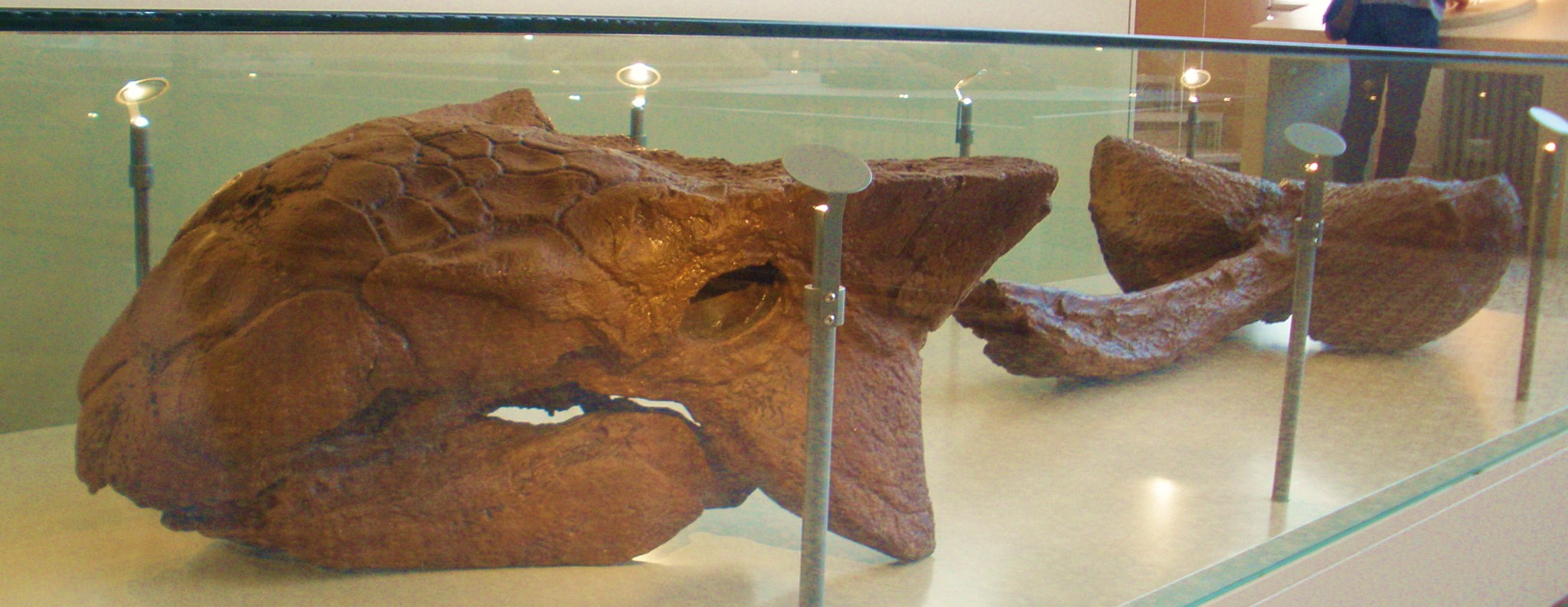 New dinosaur fossils called ankylosaur found in Montana, Canada