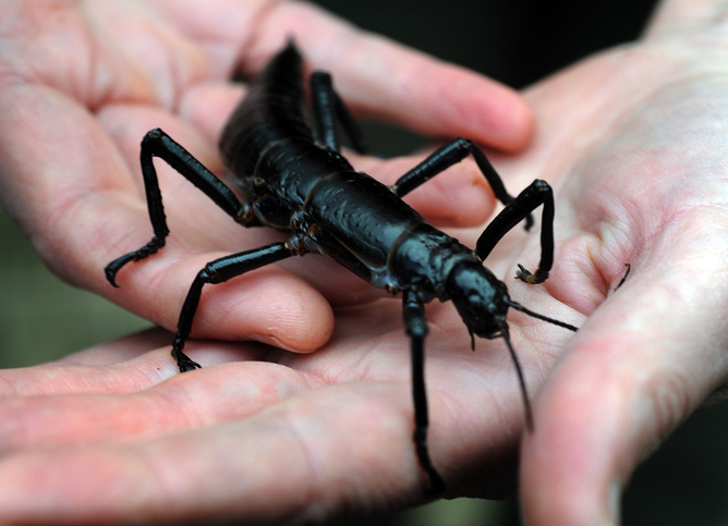 Once thought extinct, this stick bug is alive and kicking