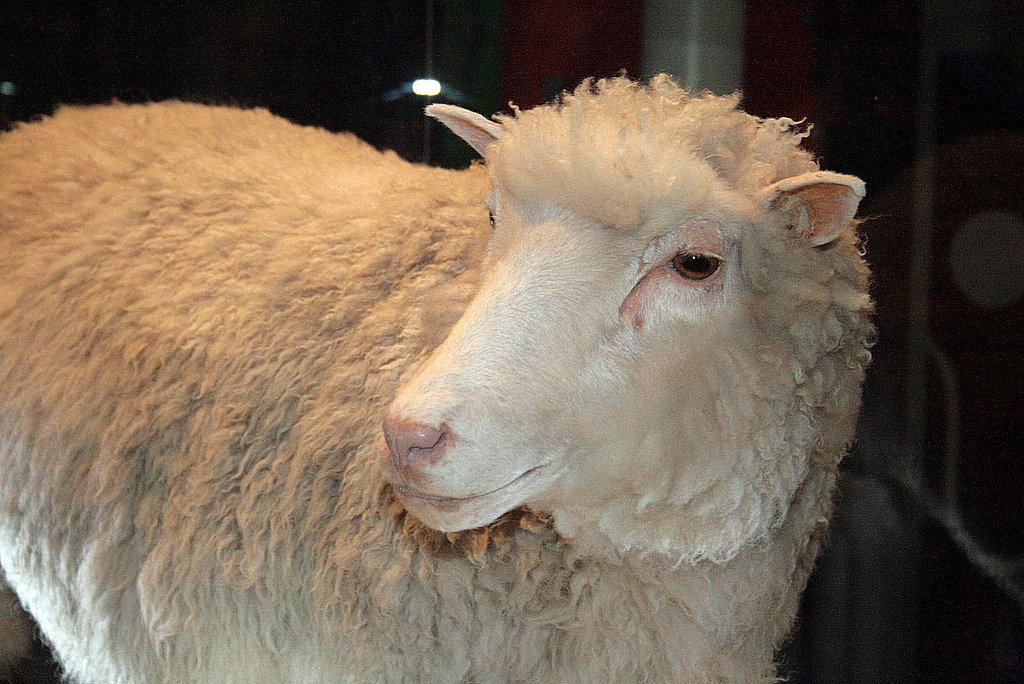 Dolly, The cloned sheep, Didn’t die early because she was a clone