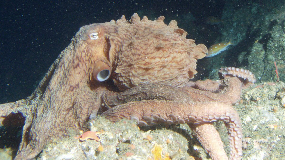 A new species of Giant Pacific octopus is discovered by scientists
