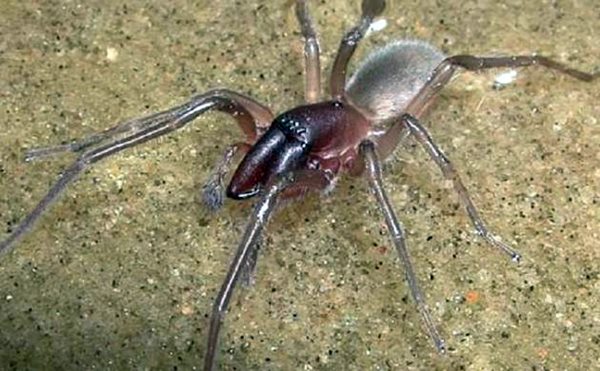 A new species of exotic marine spider discovered in Australia named after Bob Marley