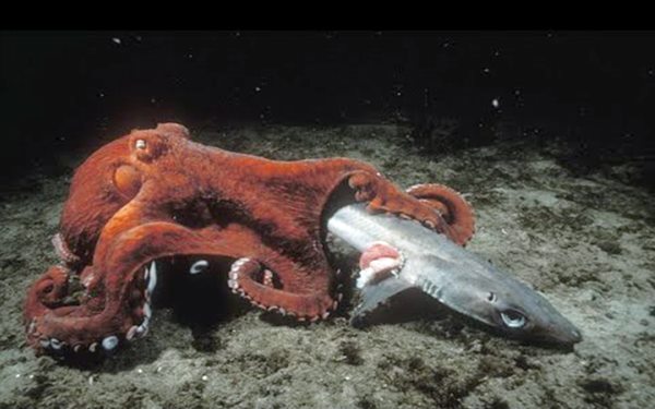 Researchers shocked by the discovery of hidden Giant Pacific Octopus species in Alaska