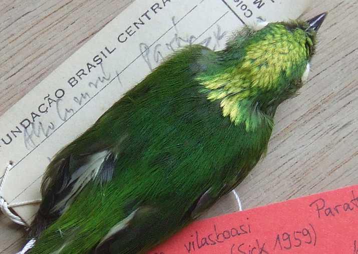 Amazon forest’s golden-crowned manikins are rare evolved hybrids, say scientists