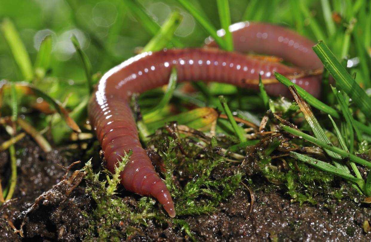 Successful Invention of making food on Mars: Earthworms can reproduce in Martian environment