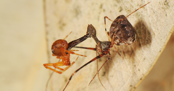 Cannibal spider resembling a pelican discovered in Madagascar