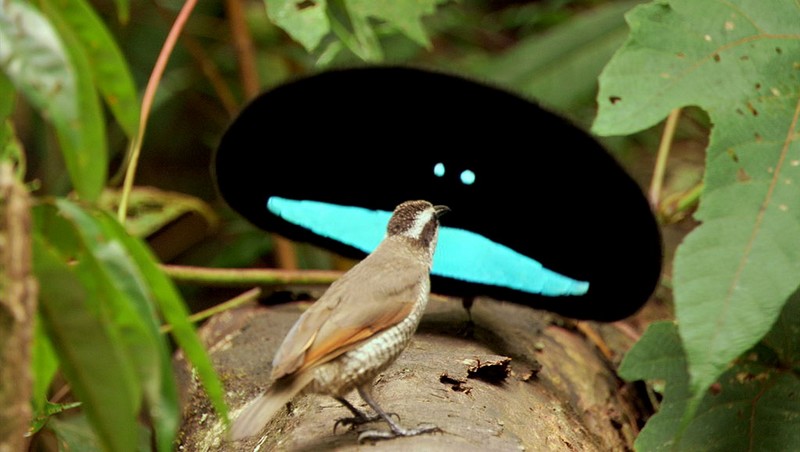 Rare East Indonesian bird with feathers so black that absorbs 99.96 percent light