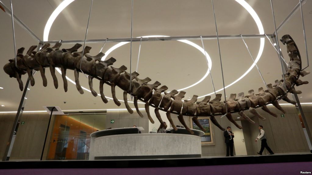 13-Foot-Long dinosaur tail up for auction in Mexico to raise funds