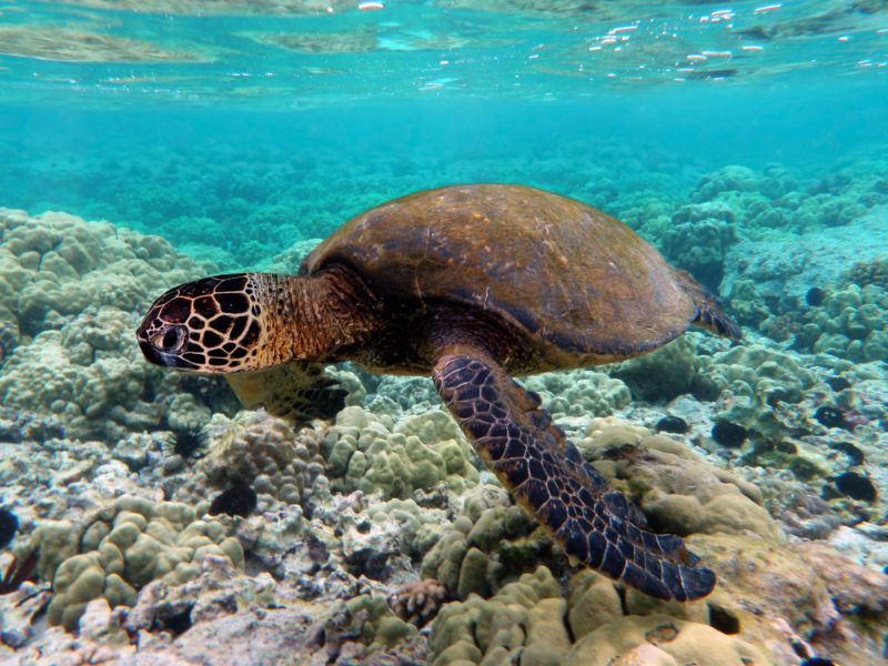 Increasing sea temperature is converting all male sea turtles into female turtle in Australia