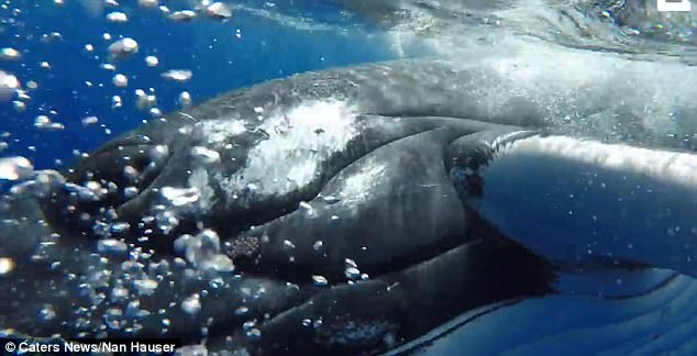 The giant marine mammal whale protected the researcher from shark's attack.