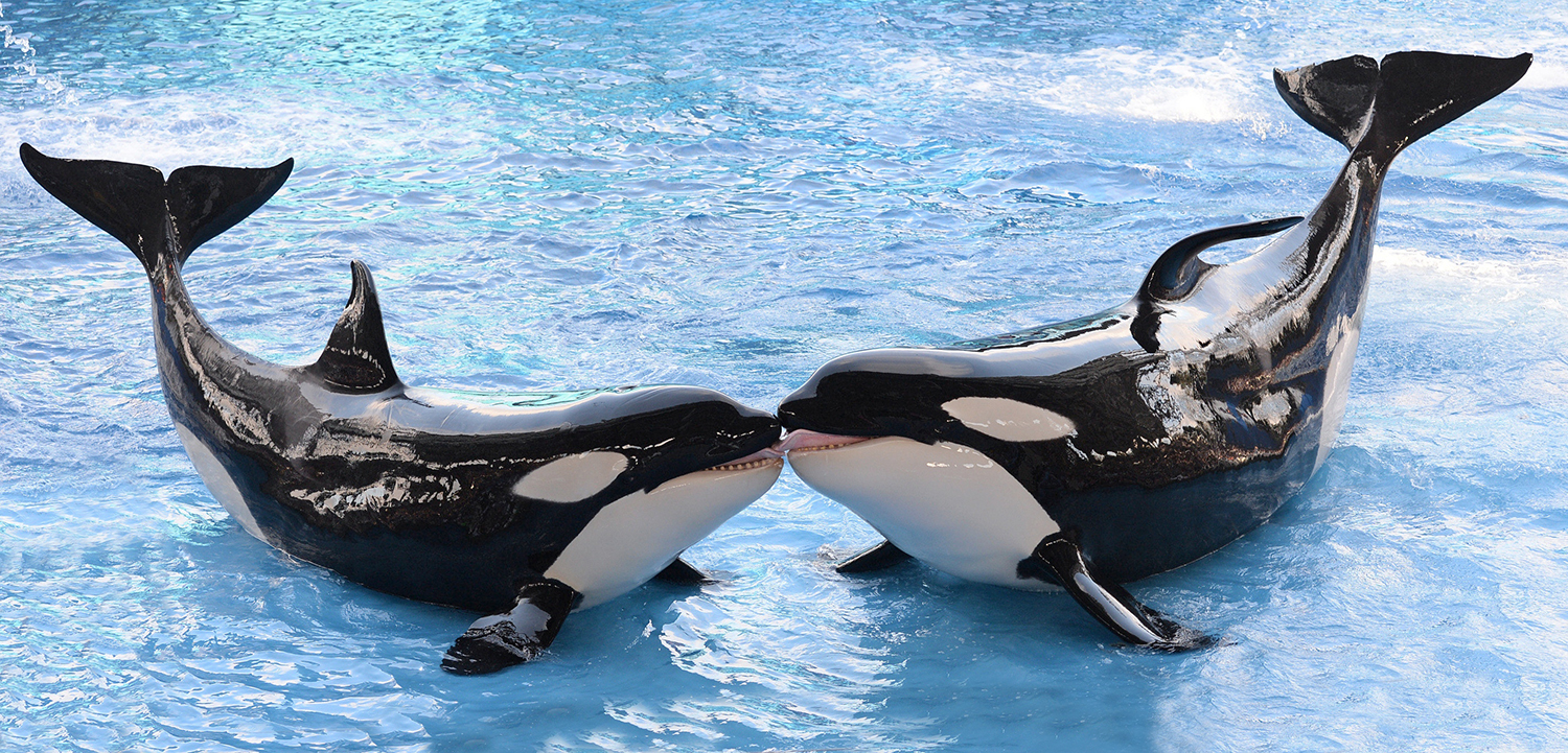 Scientists teach Killer whales to say “Hello” and “Bye Bye” similar to human speech