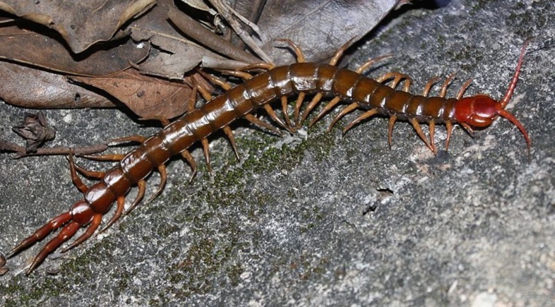 Venomous centipede could kill a prey 15 times its size: toxin decoded