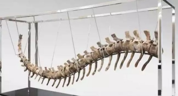 Authorities on their toes after bizarre auction of $95,000 Dinosaur Tail in Mexico