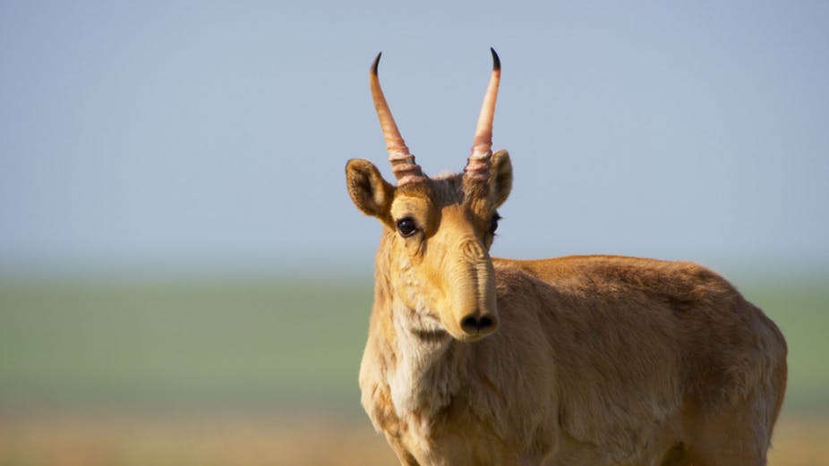 Mysterious weather activated bacteria lead to death of ‘200000 Endangered Saigas’