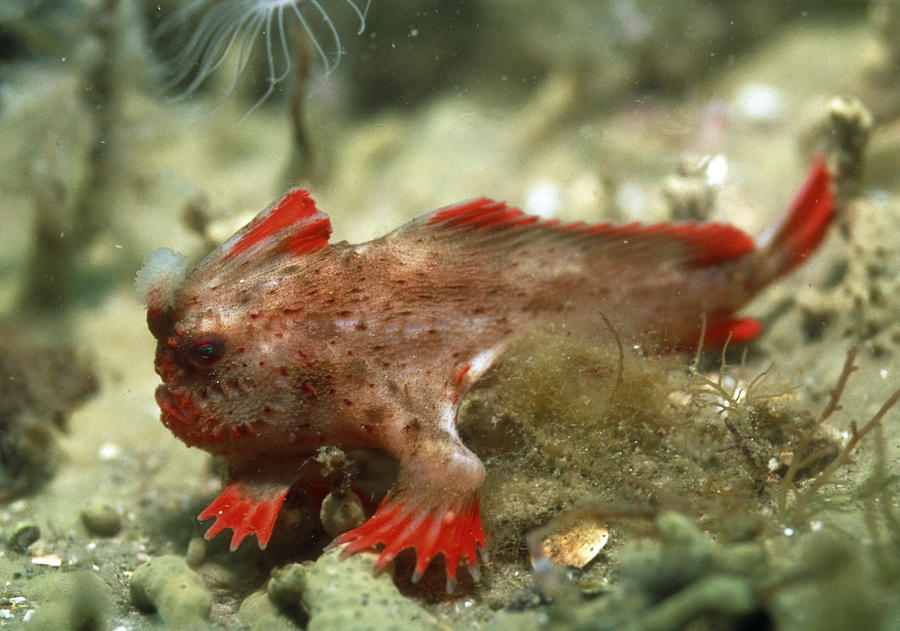 Population boost for rare red hand fish in Tasmania