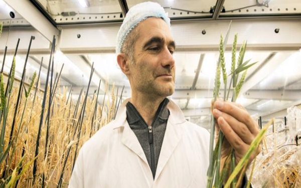 Scientists develop speed breeding technique to boost wheat production