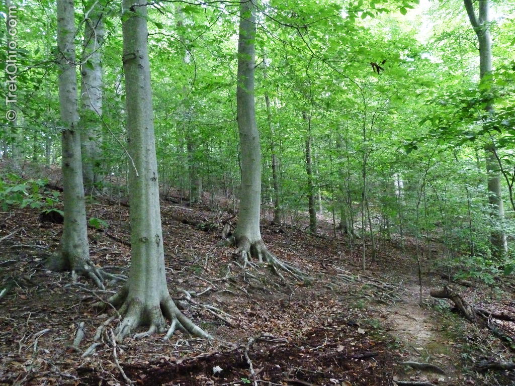 Booming of beech trees due to climate changes hampers forest ecosystem