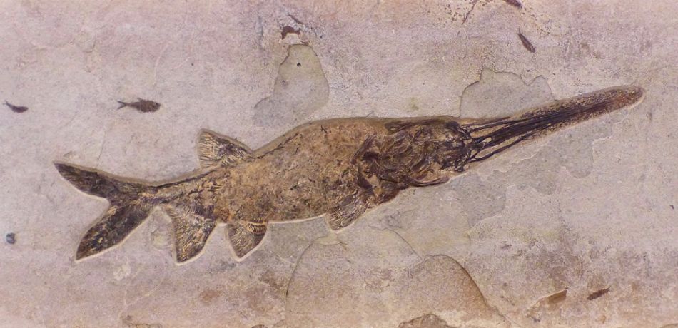 10-year-old kid accidentally discovers rare ancient ‘Lizard fish’ fossil in monastery