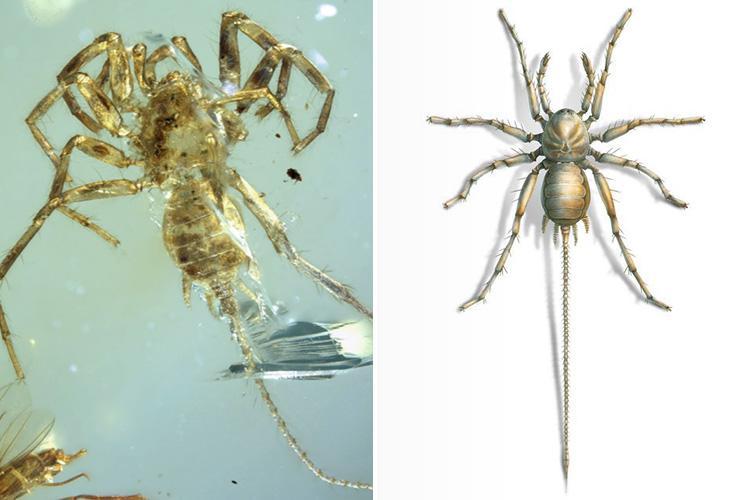 Ancient Arachnids with tails could be linked to modern spiders