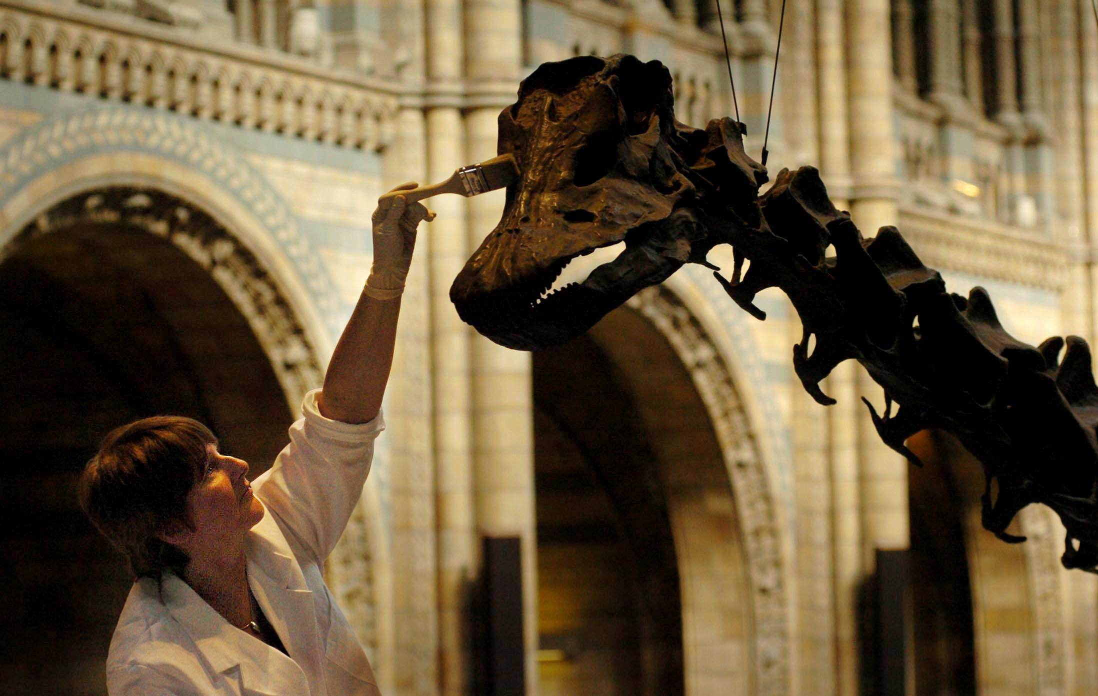 Famous dinosaur Dippy begins its grand journey in United Kingdom