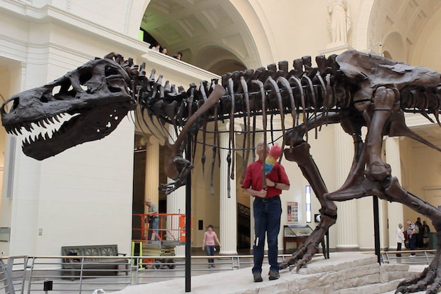 Sue, the most iconic T.rex, starts shifting to her new home at the Chicago Field Museum